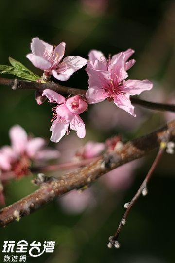 Da Kuan Peach Farm Resort Hualing Екстер'єр фото